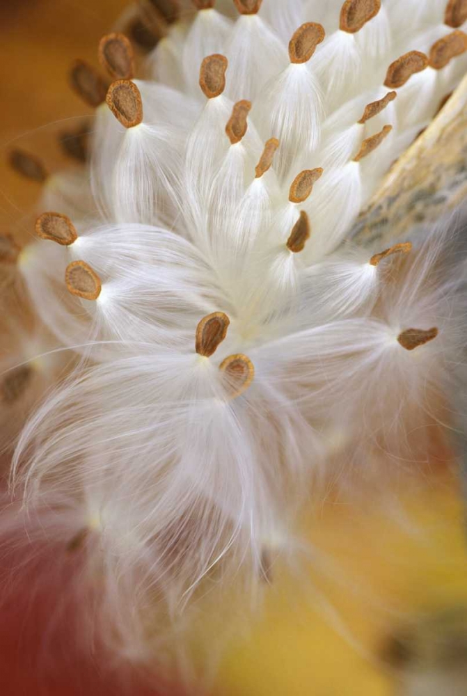 USA, Pennsylvania, Milkweed opening in fall